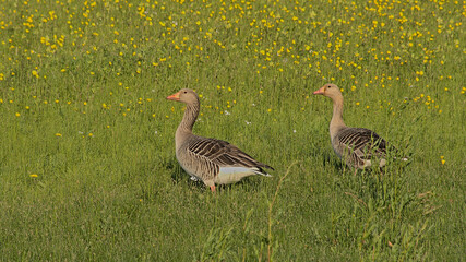 Couple of greylag geese in a madow with yellow flowers in Bourgoyen nature reserve, Ghent, Flanders, Belgium