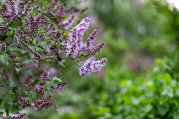 purple blooming varietal double lilac with green leaves in spring garden