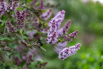purple blooming varietal double lilac with green leaves in spring garden