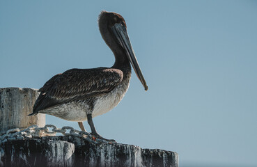Pelican on wooden pilings