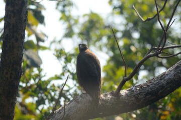 crested serpent eagle on the tree