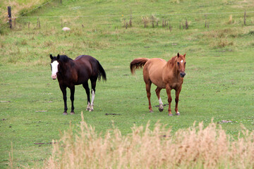Horse Pair