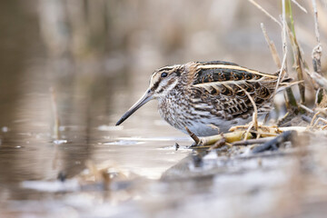 Jack Snipe (Lymnocryptes minimus) rare waders.