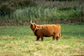 highland cow having a scratch with his horn