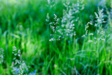 dried wild carrot flowers (Daucus carota) together with dried grass and spikelets beige close up on a blurred background