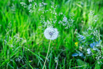 Blowball of Taraxacum plant on long stem. Blowing dandelion clock of white seeds on blurry green background of summer meadow. Fluffy texture of white dandelion flower closeup. Fragility concept.