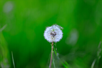 Blowball of Taraxacum plant on long stem. Blowing dandelion clock of white seeds on blurry green background of summer meadow. Fluffy texture of white dandelion flower closeup. Fragility concept.