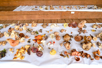 Many mushrooms on the table. Exhibition of mushrooms.
