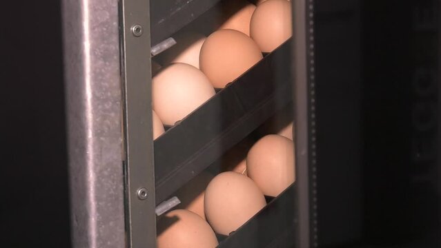 Chicken eggs in incubator. Eggs production incubator inside. industrial egg hatching machine poultry breeding farm