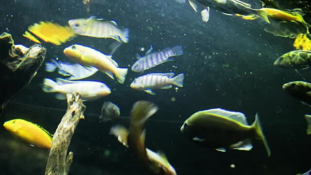 A group of Kenyi Cichlid fish (Pseudotropheus Lombardoi) swimming in an aquarium with a dark background and slightly cloudy water