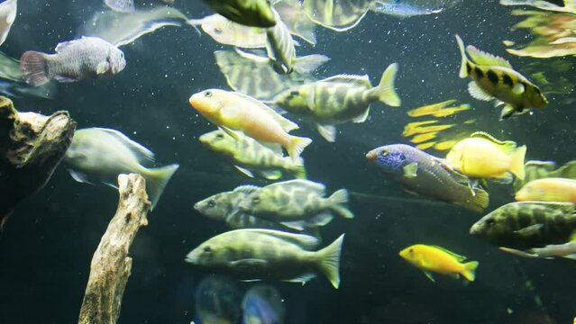 A group of Kenyi Cichlid fish (Pseudotropheus Lombardoi) swimming in an aquarium with a dark background and slightly cloudy water