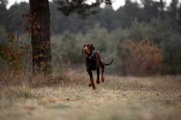 Beautiful Doberman breed dog in the winter forest