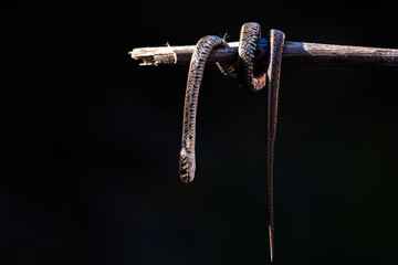 A dead snake hanging from a tree branch on an isolated black background, selective focus, noise effect 