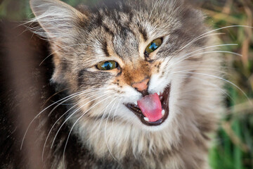 Portrait of a stray cat trying to roar, selective focus