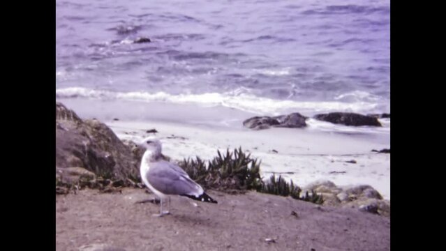United States 1966, Seagull in the shoreline