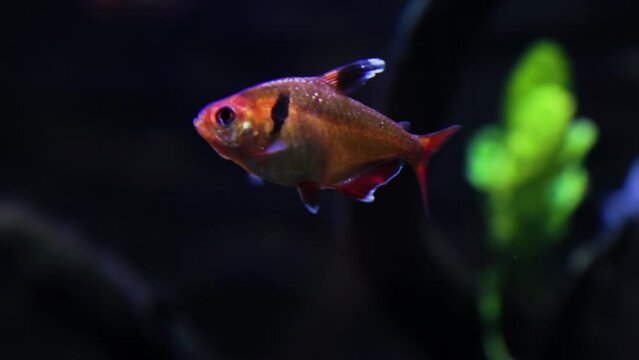 Red phantom tetra fish (Hyphessobrycon sweglesi) swimming in a fish tank