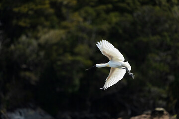 Royal Spoonbill (Platalea regia)