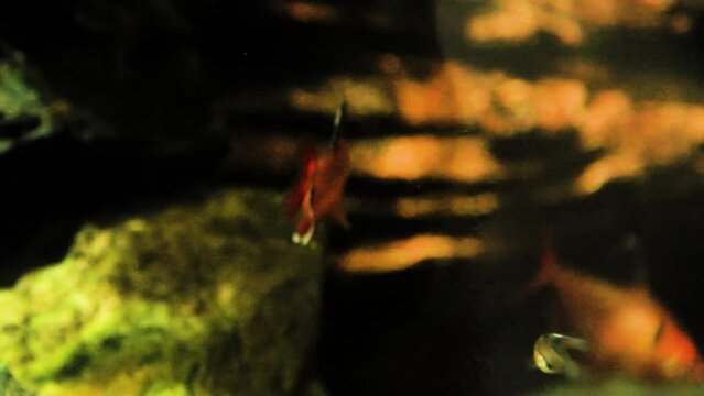 Tetra serpae fish (Hyphessobrycon eques) swimming in a fish tank
