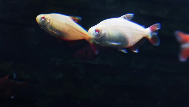 Tetra serpae fish (Hyphessobrycon eques) swimming in a fish tank