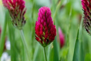 Close up image of a red lupin flower