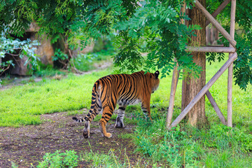 Fototapeta na wymiar The tiger walks in search. Background with selective focus and copy space