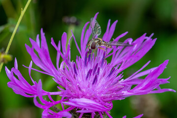 Close up image of a hoverfly on a purple flower