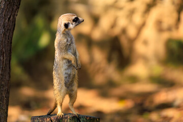 Meerkat with surprised emotion. Background with selective focus and copy space