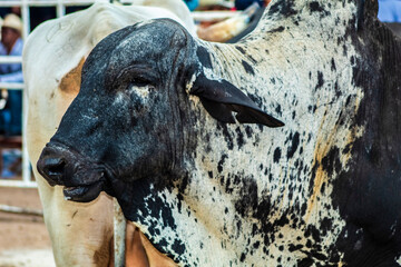 ANIMAL