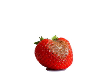 Rotten strawberry isolated on a white background. Concept: Pro GMO or not?