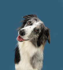 Portrait clever merle border collie dog tilting head side. Isolated on blue background