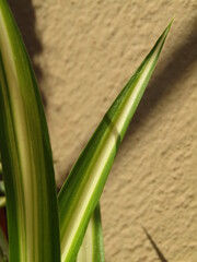 Fototapeta premium leaves lose up