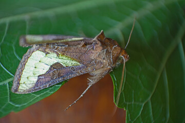 Golden Plusia (Thysanoplusia orichalcea)   8672