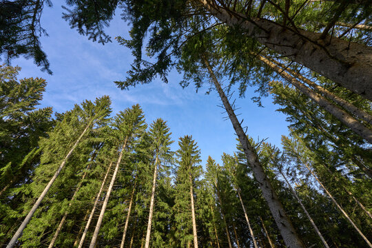 tall and healthy fir trees in the Blackforest, Baden Wuerttemberg, Germany