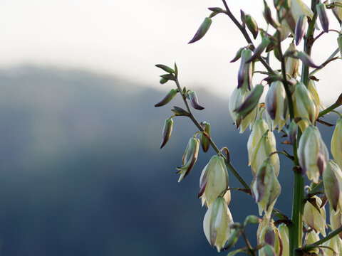 Closeup photo of wet jucca flowers