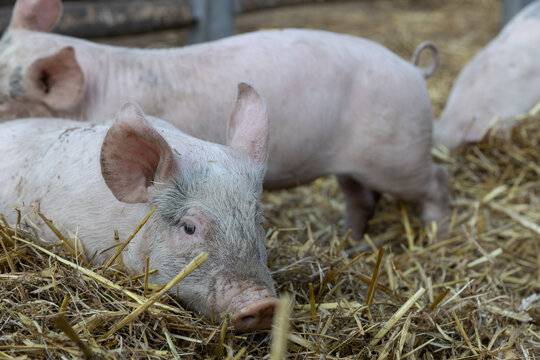 piglet in a farm in europe free range for meat selective focus background blur