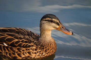 weibliche Stockente im Portrait