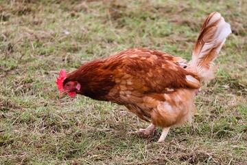 braunes Huhn auf der Wiese 