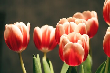 Tulpen blühen im Frühling