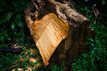 tree trunk in the forest