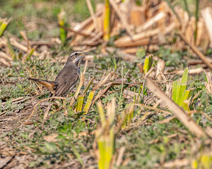 Obraz premium A Blue throat looking up