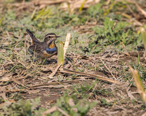 A Blue throat in field for food