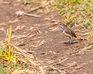 A Blue throat looking alert