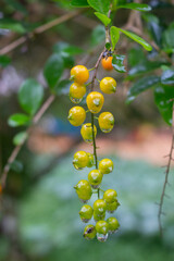 fruit that looks fresh after the rain in the afternoon
