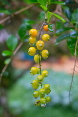 fruit that looks fresh after the rain in the afternoon
