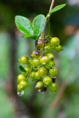 fruit that looks fresh after the rain in the afternoon
