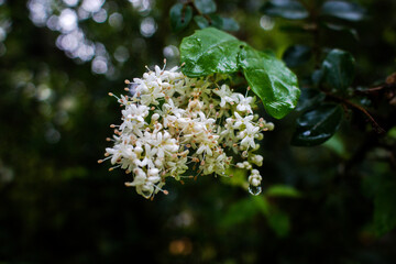 a beautiful flower seen among the bushes in the middle of the forest