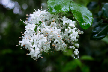a beautiful flower seen among the bushes in the middle of the forest