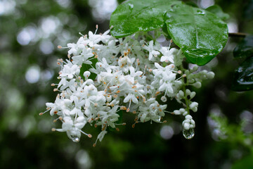 a beautiful flower seen among the bushes in the middle of the forest