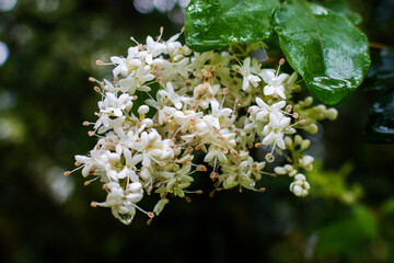 a beautiful flower seen among the bushes in the middle of the forest