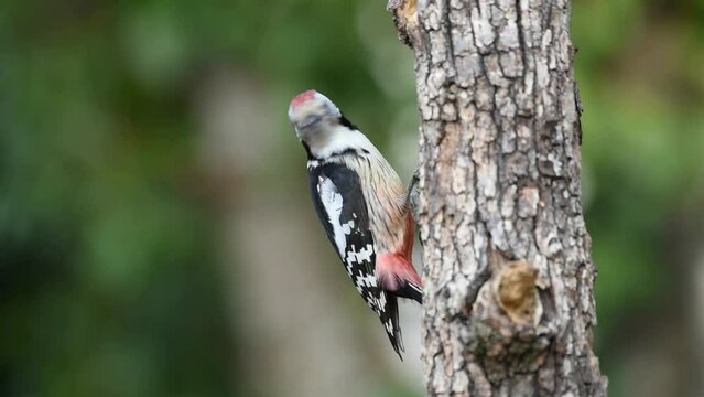 Middle spotted woodpecker pecks on a dead tree
